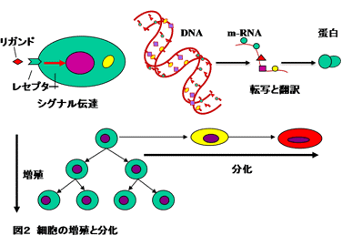 細胞の増殖と分化